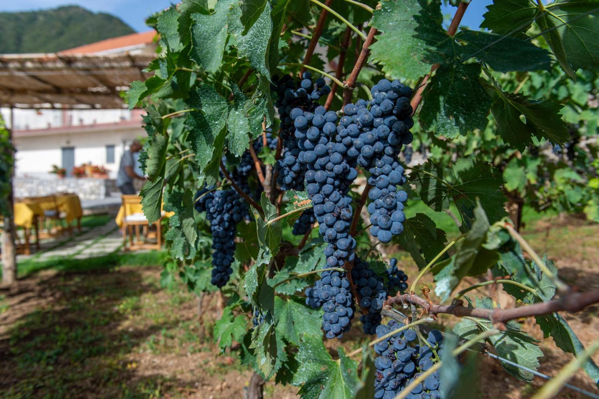 Il Vigneto Di Nonno Pietro Bed & Breakfast Agerola Luaran gambar